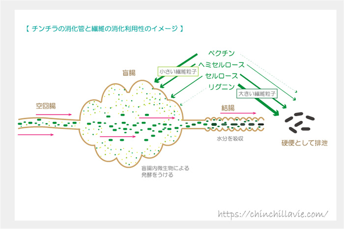 チンチラの消化管と繊維の消化利用性のイメージ