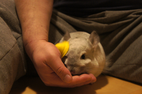 チンチラのティモにめめさんのミニチュア帽子をのせてみる 初めての挑戦