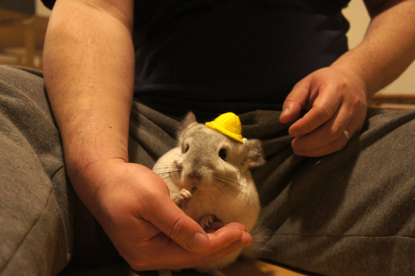 ペレットを食べている隙にミニチュア帽子をのせられるチンチラのティモ そのまま食べ続ける