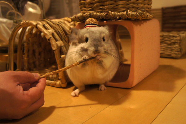 MORUSUPER-7M お帽子作家めめさんのミニチュア麦わら帽子をかぶってお気に入りのりんごバーをぱくりとするチンチラのティモの姿