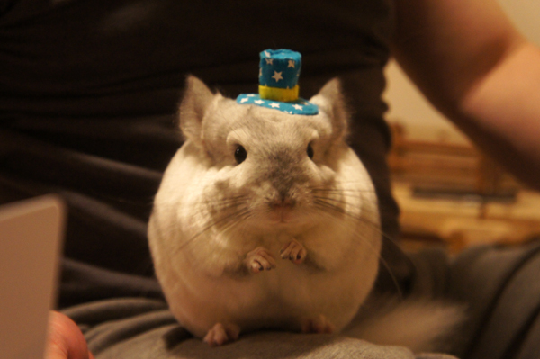 チンチラのティモの今日のコーディネートはアメリカンハット ミニチュアハットはMORUSUPER-7Mのモルモット雑貨作家のめめさん作