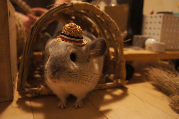 チンチラのティモのミニチュアお帽子コレクション MORUSUPER-7M モルモット雑貨作家のめめさんの麦わら帽子がよく似あう