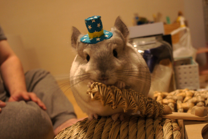 チンチラのティモ　めめさんのお帽子をかぶってオシャレに挑戦