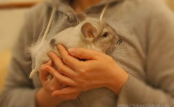 チンチラのティモをお迎えした日に撮影した宝物な写真