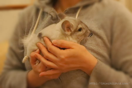 チンチラのティモをお迎えした日に撮影した宝物な写真