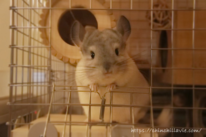 チンチラにとって理想的なケージを選ぶポイント
