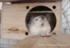 チンチラのティモがゆったり横になって眠れる巣箱として愛用している「KAWAI フルハウス」