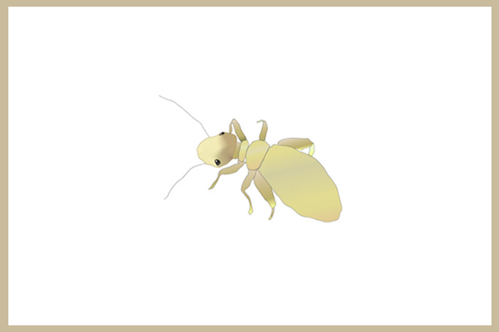 チャタテムシのイラスト　カワイ　わらっこ倶楽部の製品にチャタテムシが発生