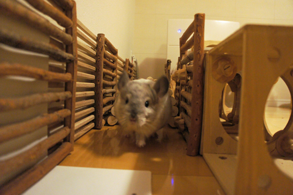 チンチラのティモのへやんぽコーナー 齧り防止対策でカワイのがじがじフェンスを立てている様子