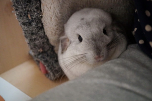 お昼のお掃除の時間はパーカーの中で過ごすチンチラのティモ