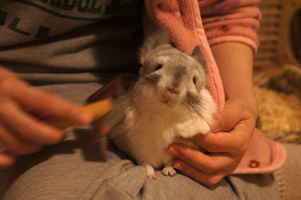 チンチラのティモが首回りをブラッシングされて気持ちよさそうにしている様子