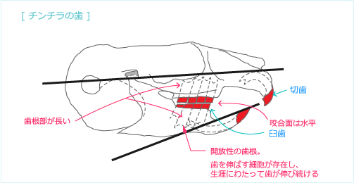 チンチラの歯　チンチラの歯の咬合面　「げっ歯類とウサギの臨床歯科学」を参考に作成