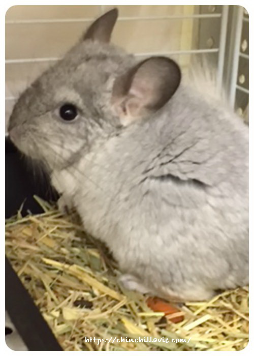 鶯谷のうさぎさんにやってきたばかりのチンチラのティモ　生後５ヶ月