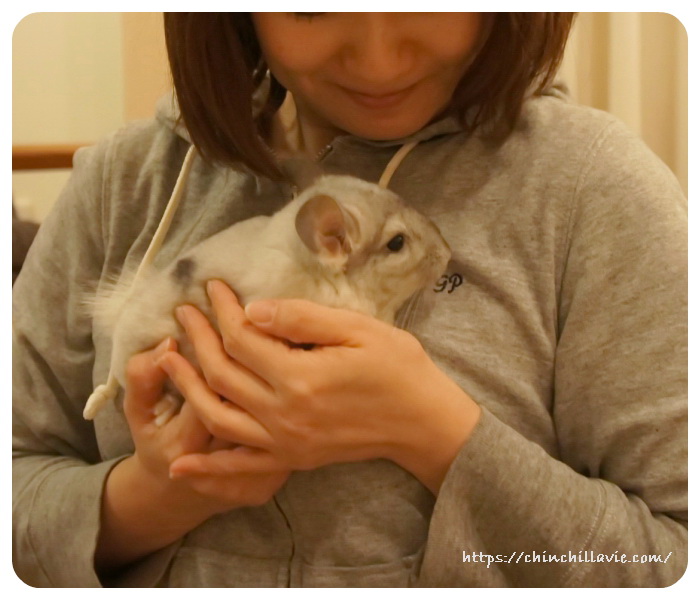 チンチラのティモをお迎えしました