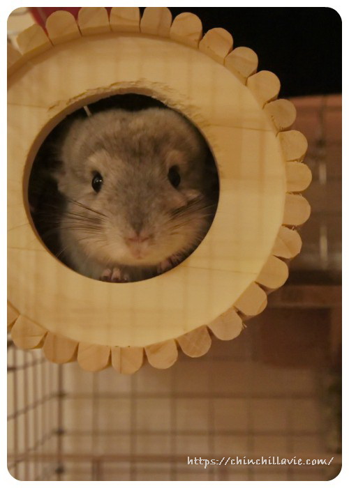 お迎え翌日のチンチラのティモ　全身をすっぽり隠せるチンチラハウスさんの円筒巣箱がお気に入り