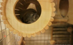 お迎え翌日、安心して眠れる巣箱としてチンチラのティモが選んだSBSコーポレーション円筒巣箱の中で。