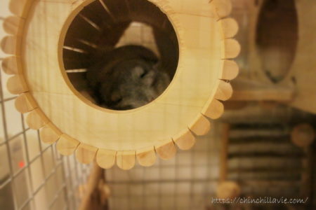 お迎え翌日、安心して眠れる巣箱としてチンチラのティモが選んだSBSコーポレーション円筒巣箱の中で。