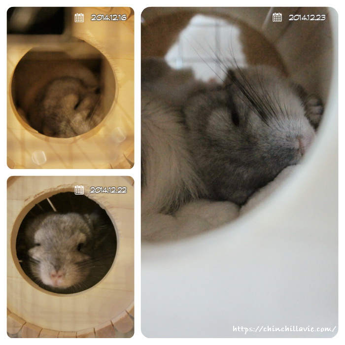 お気に入りなSBSコーポレーションさんの円筒巣箱でぐーすか熟睡なチンチラのティモ