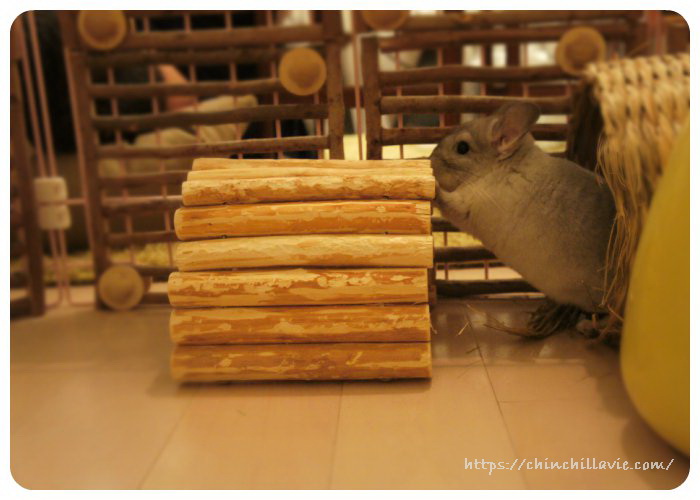 改良を加えたへやんぽコーナーで遊ぶティモ