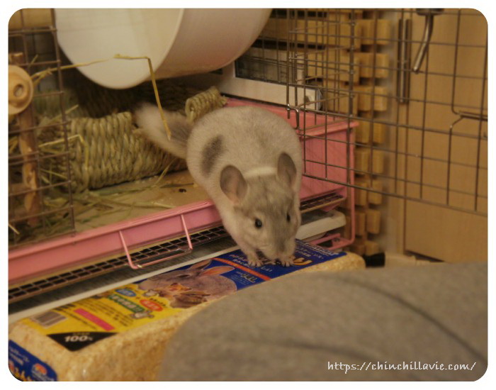 チンチラのティモが初めてケージから出てきた時の様子