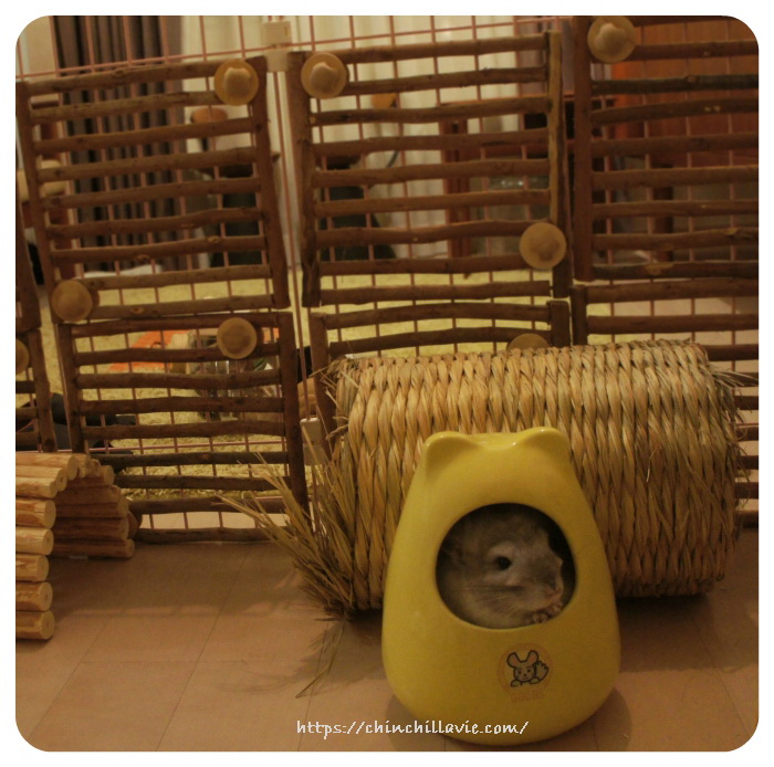 桟の隙間の事故防止対策を施したチンチラのティモの初めてのへやんぽコーナー