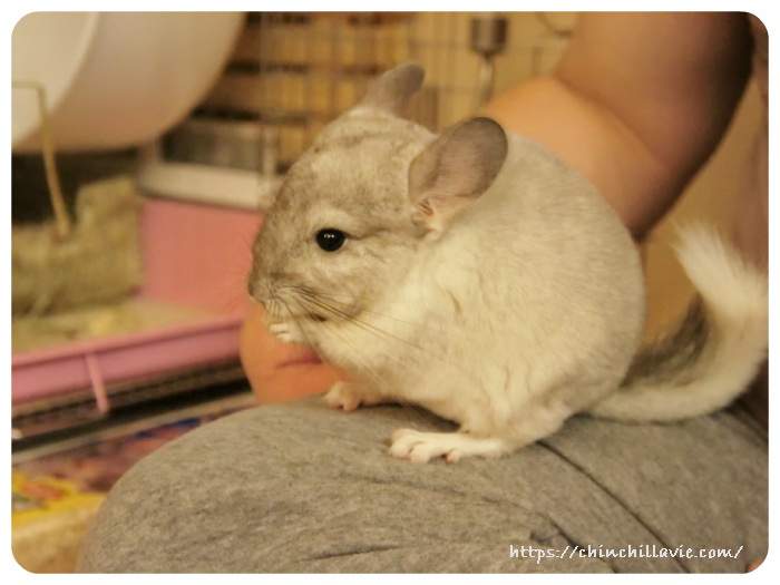 チンチラのティモ　お迎えして３日目