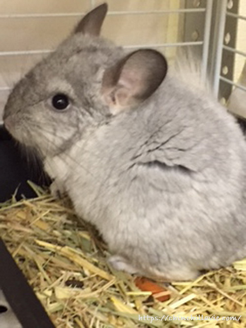 チンチラのティモとの出会い　初めての写真