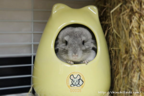 初めてチンチラのティモに会いに鶯谷のうさぎさんを訪れたときの一枚