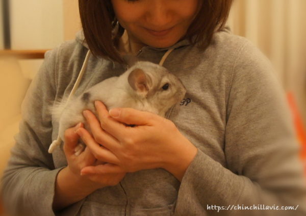 チンチラのティモを我が家にお迎えした日の一枚