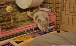 チンチラのティモが初めてへやんぽコーナーに出てきたときの一枚