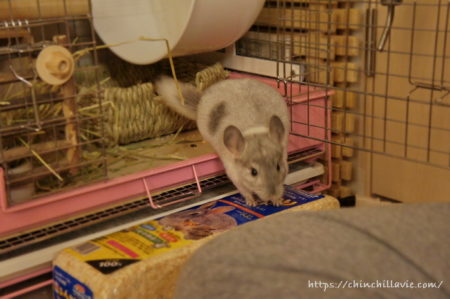 チンチラのティモが初めてへやんぽコーナーに出てきたときの一枚