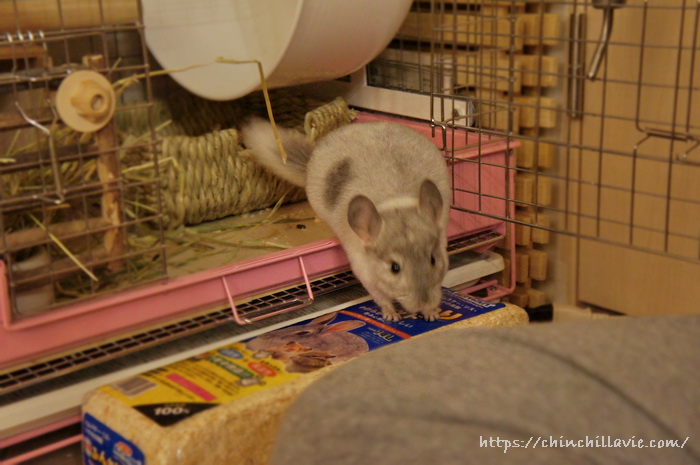 チンチラのティモが初めてへやんぽコーナーに出てきたときの一枚