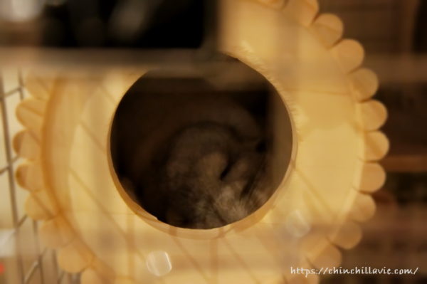 お迎えして３日後。円筒巣箱の中で安心した表情で寝ているチンチラ「ティモ」の姿