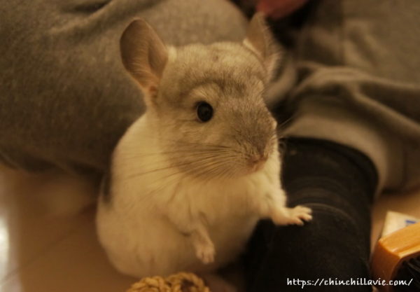 小さなオテテをちょこんと添えてチンチラらしい休めのポーズ