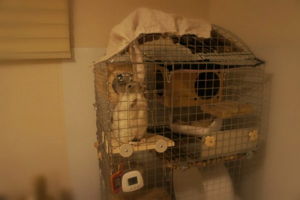 チンチラのティモ　チンチラケージの屋根に被せていたカバーを引っ張っていたずら