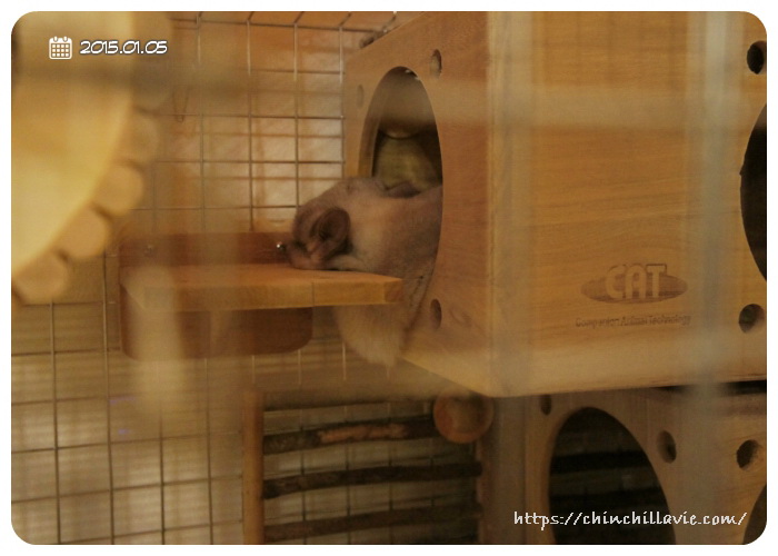 お迎え後、約20日程経って、初めて「KAWAI フルハウス」で寝ている様子を確認することができました