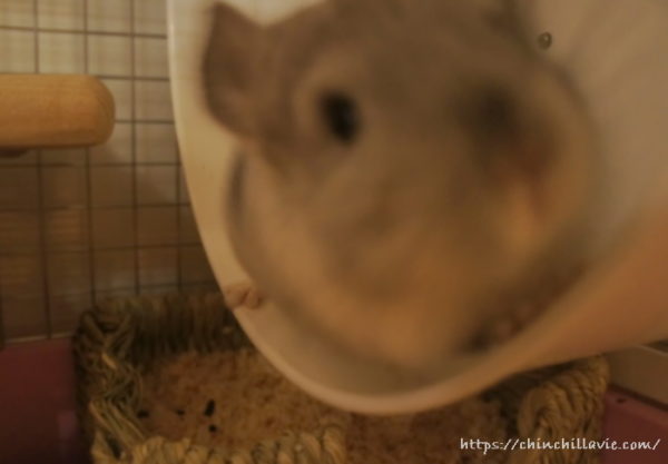 ホイール回し車で遊ぶチンチラのティモ