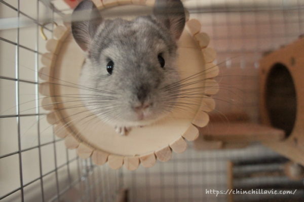 名前を呼ぶと巣箱からぴょっこり顔を出すようになったチンチラのティモ