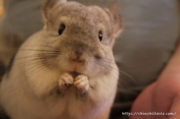 カメラを覗きこむチンチラのティモ