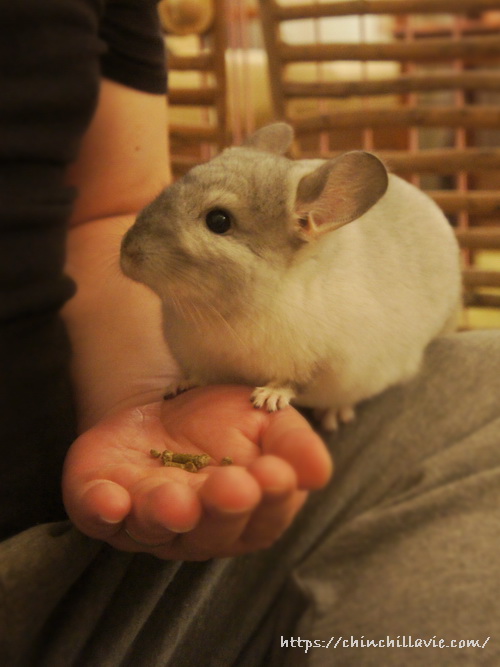 いつも手の平を食器代わりにしてペレットを食べているチンチラのティモ