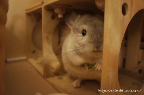 へやんぽコーナーの一角はチンチラ「ティモ」の秘密基地