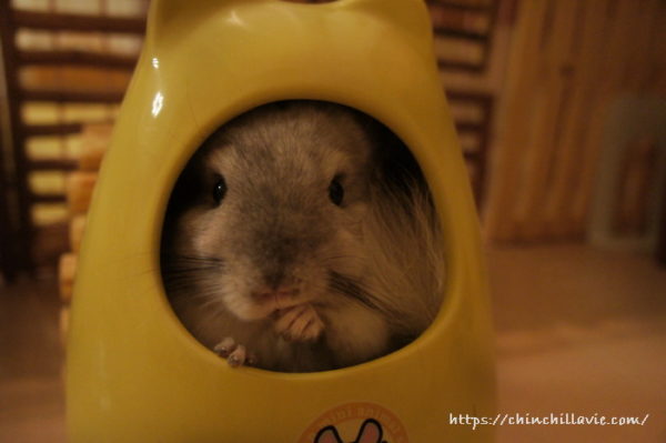 「マルカン チンチラのおへや」から顔を覗かせる姿がとってもかわいいチンチラのティモ