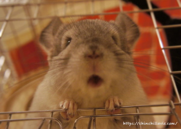 ぽっかり開いたお口もかわいいチンチラのティモ