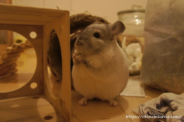 へやんぽコーナーが散らかっていると冒険心をくすぐられて嬉しいチンチラのティモ