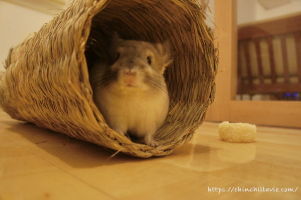 アジアンビタチモシー製のトンネルで遊ぶチンチラのティモ