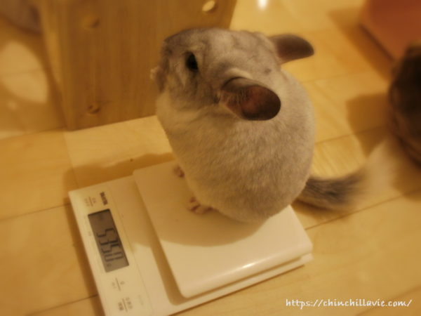 チンチラ「ティモ」の体重測定