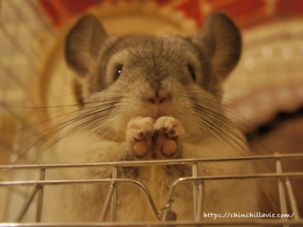 チンチラのティモの「偽指」と呼ばれる肉球