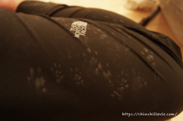 へやんぽが終わる頃には溢れんばかりのチンチラ「ティモ」の足跡