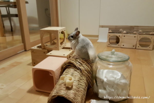 チンチラのティモのへやんぽコーナー