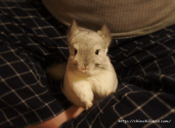 胡坐の中に入るのが好きなチンチラのティモ